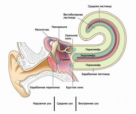 слуховой орган в разрезе
